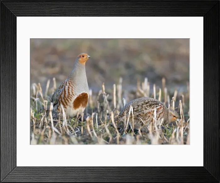 Framed Print : Picture No. 10884356 Framed Print : Picture No. 10884356