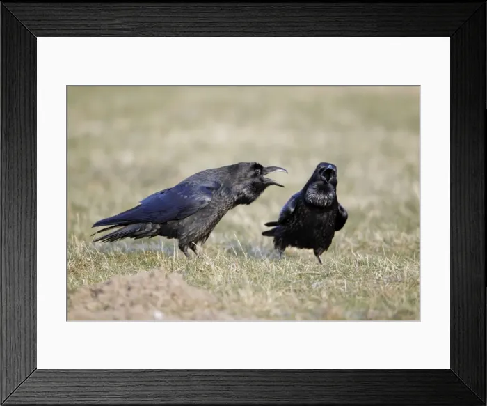 Framed Print : Picture No. 10884360 Framed Print : Picture No. 10884360
