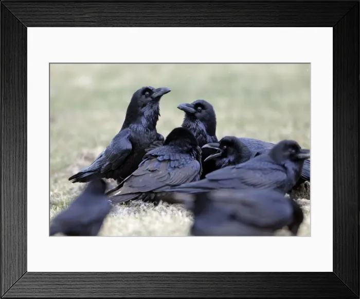 Framed Print : Picture No. 10884364 Framed Print : Picture No. 10884364