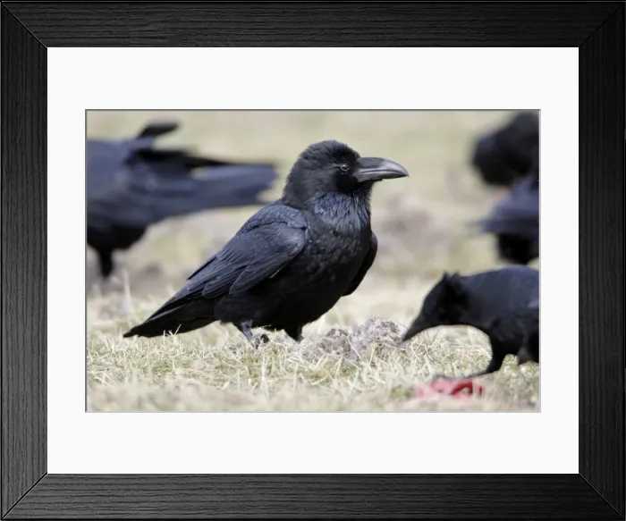 Framed Print : Picture No. 10884361 Framed Print : Picture No. 10884361