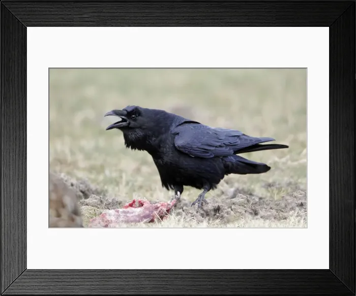 Framed Print : Picture No. 10884362 Framed Print : Picture No. 10884362