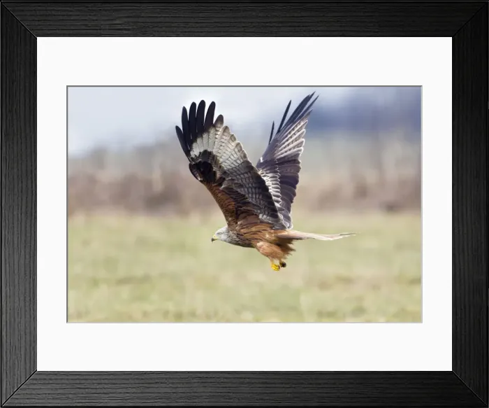 Framed Print : Picture No. 10884369 Framed Print : Picture No. 10884369