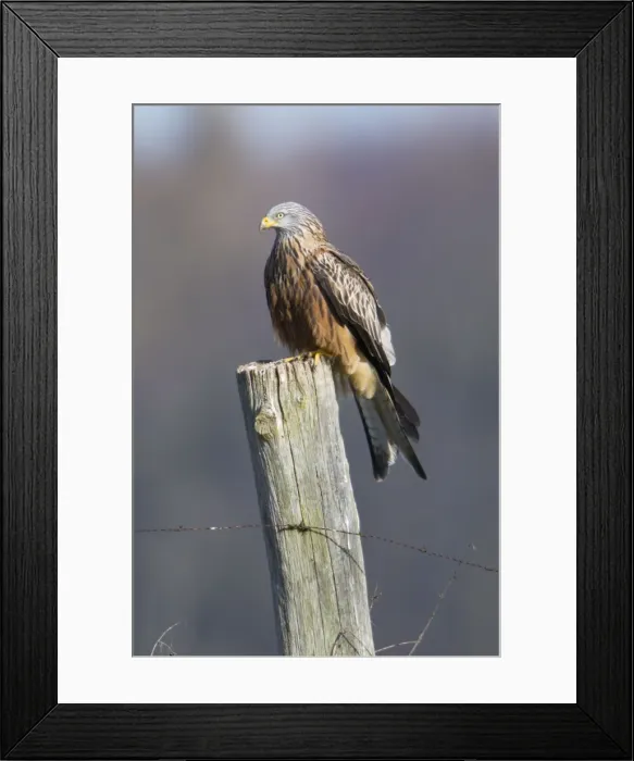 Framed Print : Picture No. 10884371 Framed Print : Picture No. 10884371