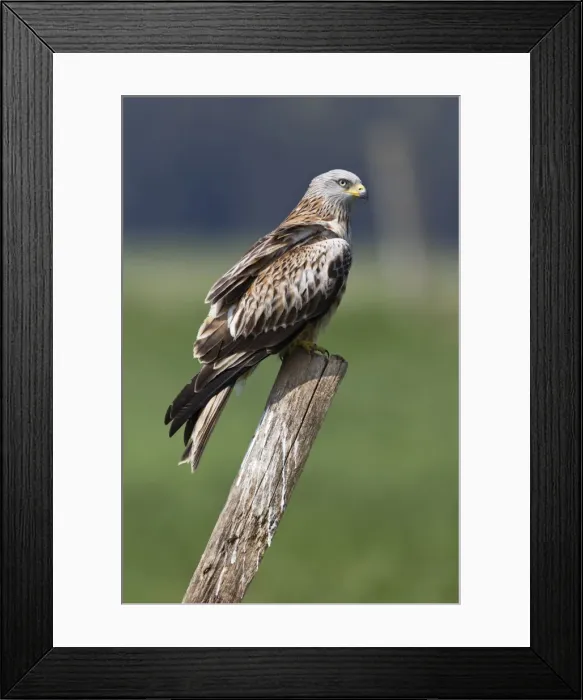 Framed Print : Picture No. 10884366 Framed Print : Picture No. 10884366