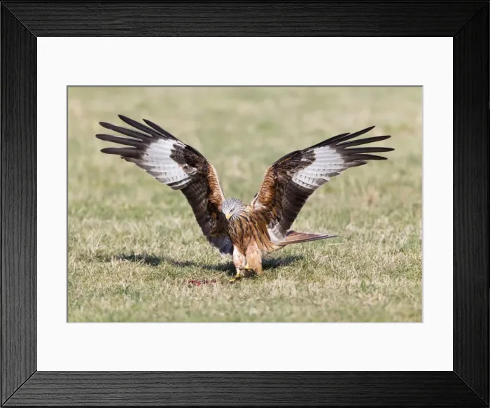 Framed Print : Picture No. 10884373 Framed Print : Picture No. 10884373