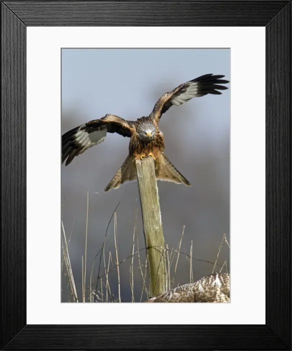 Framed Print : Picture No. 10884370 Framed Print : Picture No. 10884370