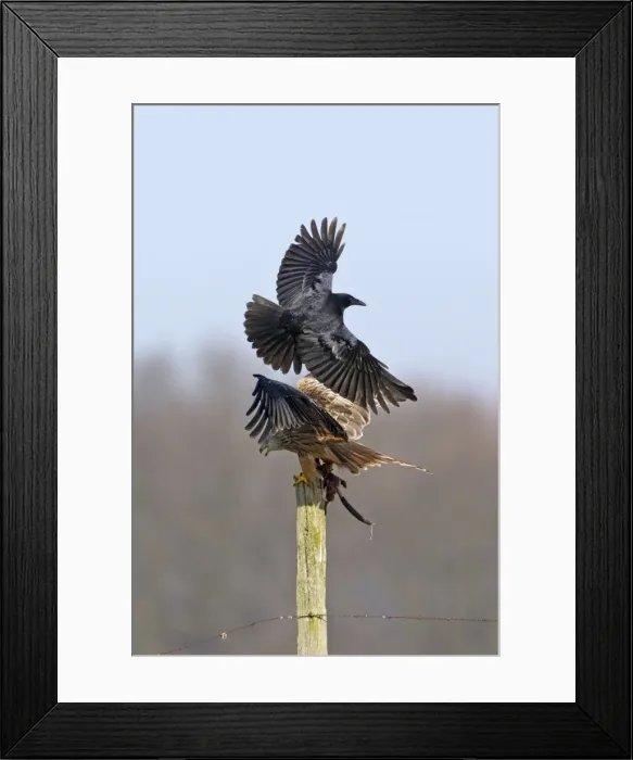 Framed Print : Picture No. 10884375 Framed Print : Picture No. 10884375