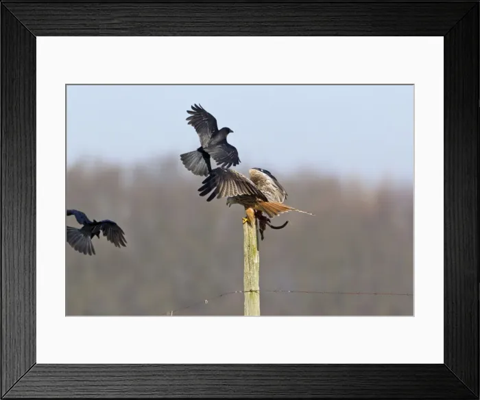 Framed Print : Picture No. 10884374 Framed Print : Picture No. 10884374