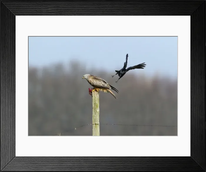Framed Print : Picture No. 10884376 Framed Print : Picture No. 10884376