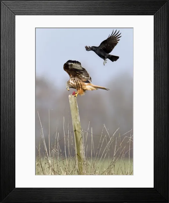 Framed Print : Picture No. 10884379 Framed Print : Picture No. 10884379
