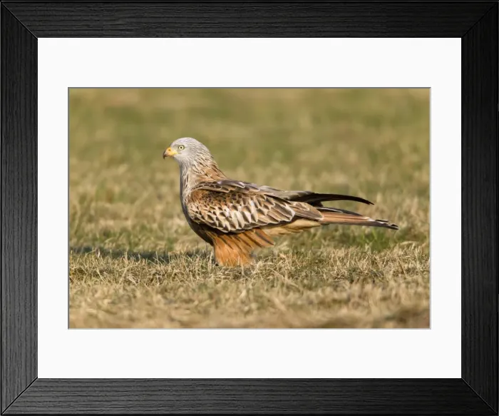 Framed Print : Picture No. 10884367 Framed Print : Picture No. 10884367