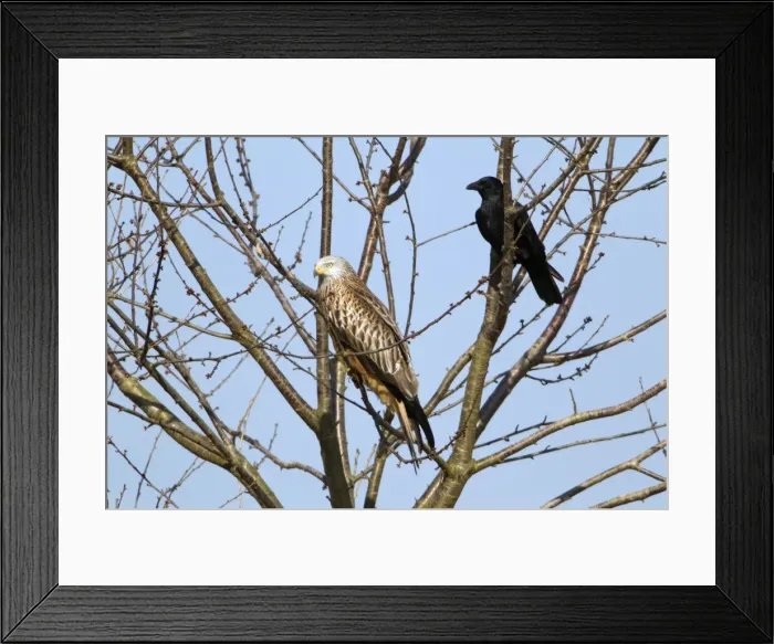 Framed Print : Picture No. 10884377 Framed Print : Picture No. 10884377