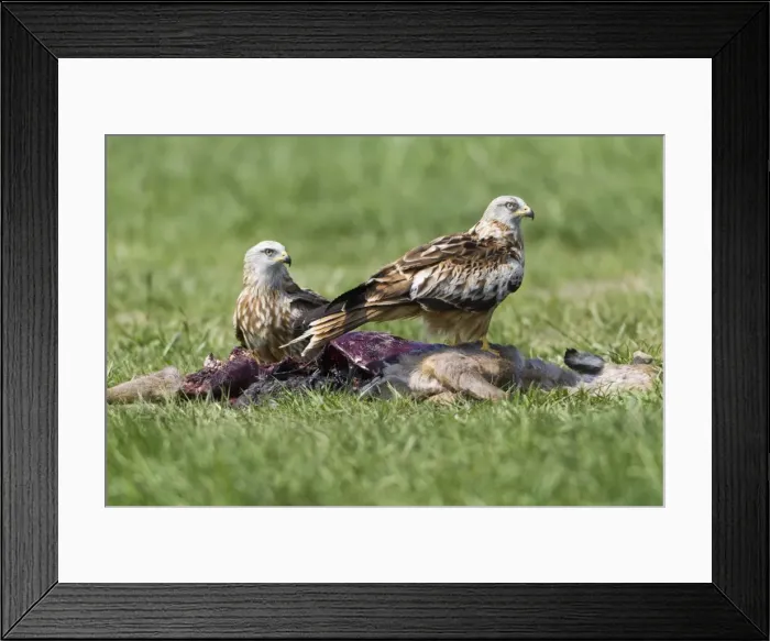 Framed Print : Picture No. 10884380 Framed Print : Picture No. 10884380