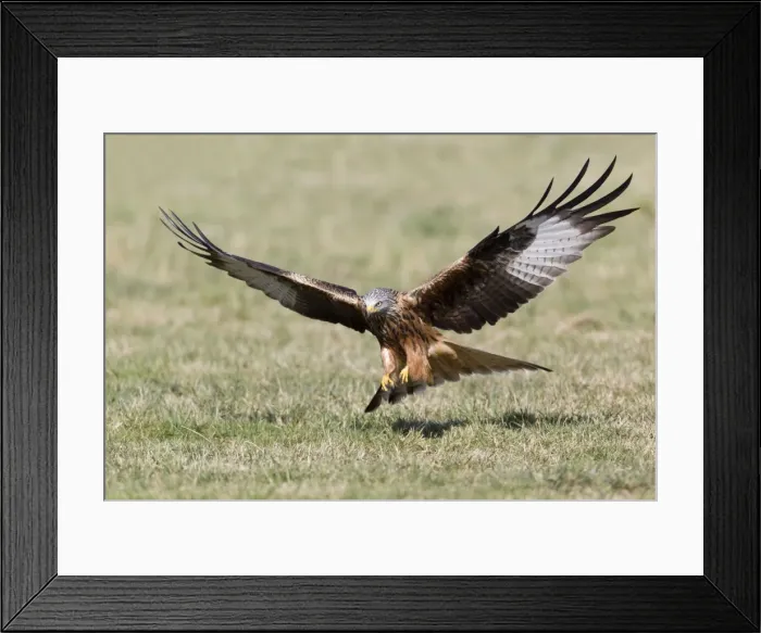 Framed Print : Picture No. 10884378 Framed Print : Picture No. 10884378