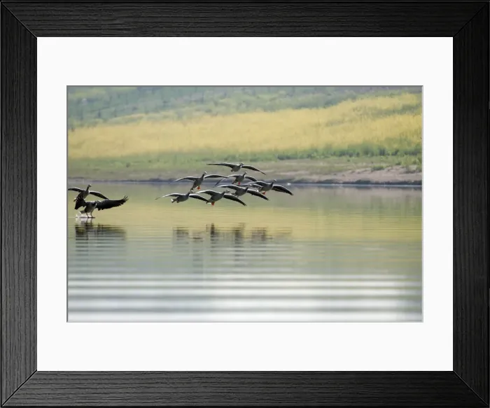 Framed Print : Picture No. 10899586 Framed Print : Picture No. 10899586