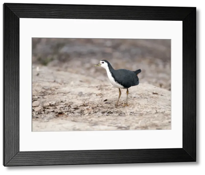 Framed Print : Picture No. 10899584 Framed Print : Picture No. 10899584