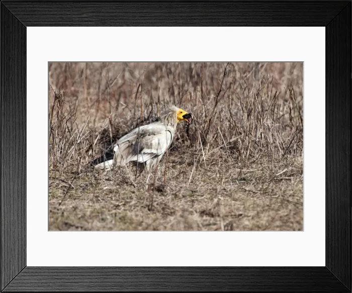 Framed Print : Picture No. 10899602 Framed Print : Picture No. 10899602