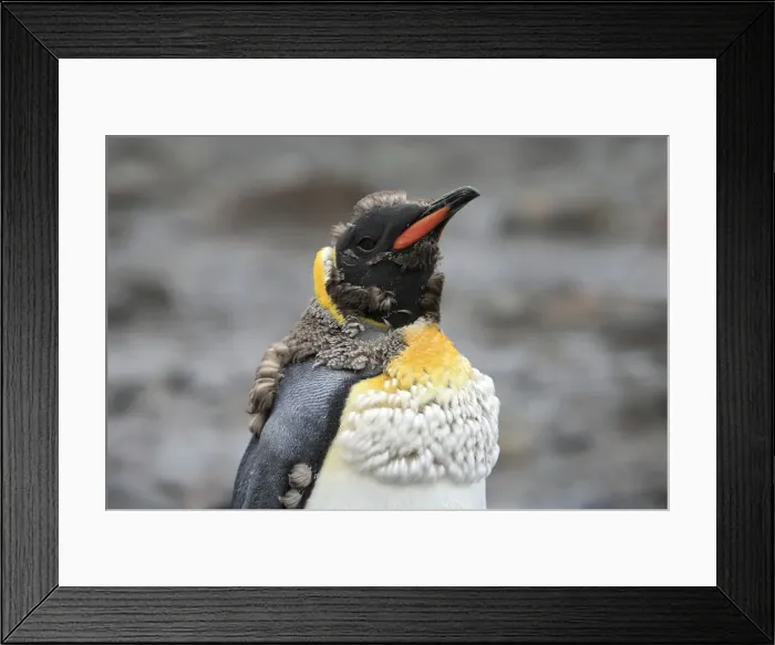 Framed Print : Picture No. 10884469 Framed Print : Picture No. 10884469