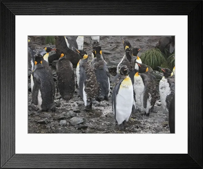 Framed Print : Picture No. 10884468