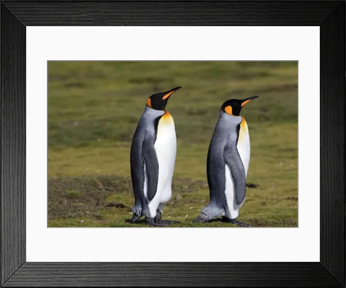 Framed Print : Picture No. 10884481 Framed Print : Picture No. 10884481