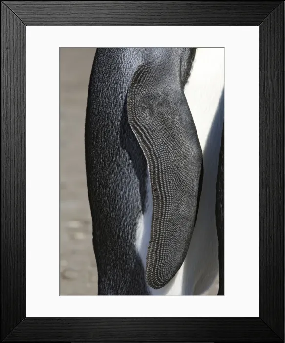 Framed Print : Picture No. 10884486 Framed Print : Picture No. 10884486