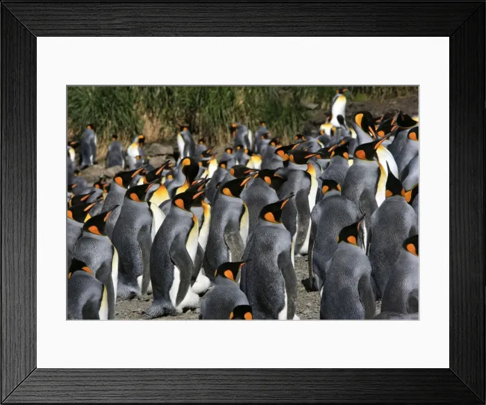 Framed Print : Picture No. 10884482 Framed Print : Picture No. 10884482