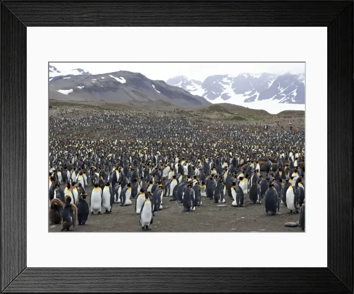 Framed Print : Picture No. 10884498 Framed Print : Picture No. 10884498
