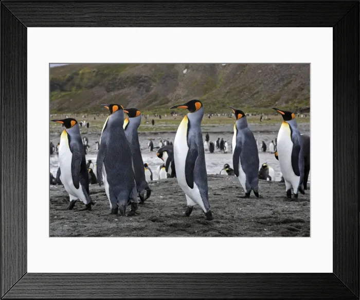 Framed Print : Picture No. 10884500