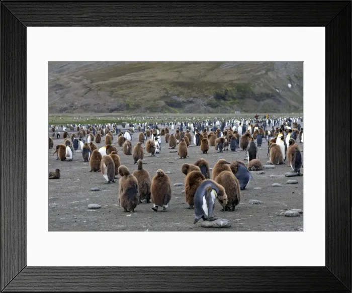 Framed Print : Picture No. 10884499 Framed Print : Picture No. 10884499