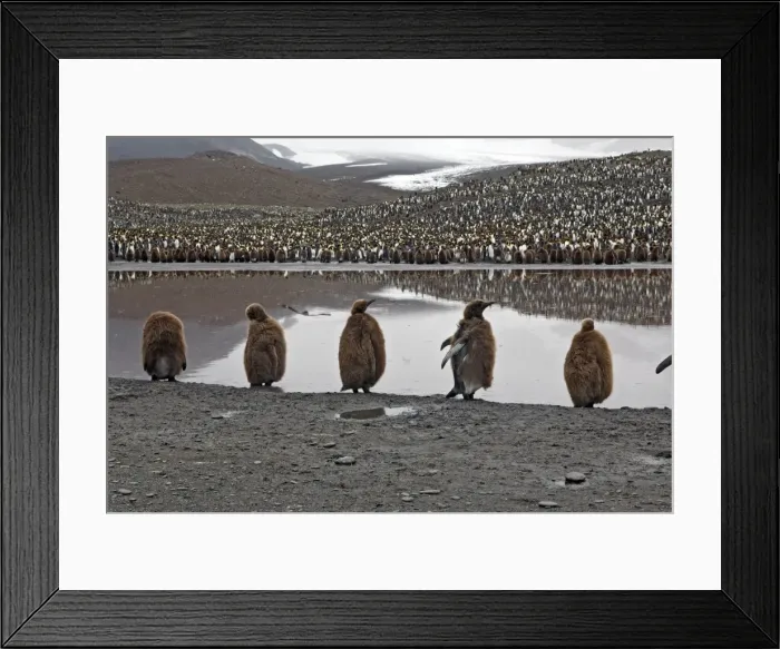 Framed Print : Picture No. 10884501 Framed Print : Picture No. 10884501
