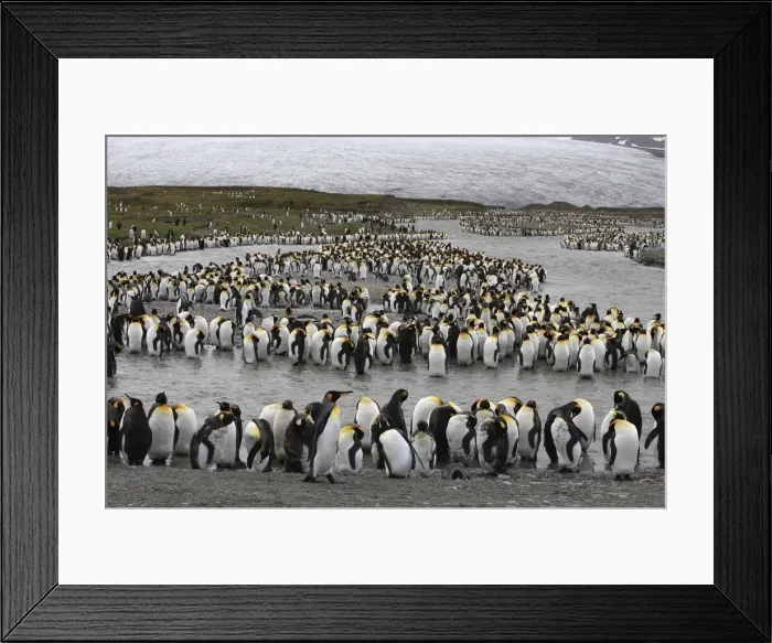 Framed Print : Picture No. 10884518 Framed Print : Picture No. 10884518