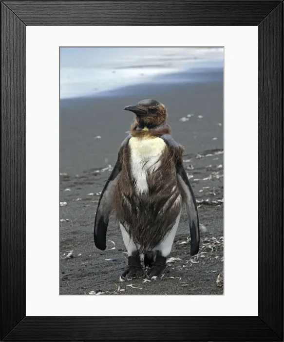 Framed Print : Picture No. 10884526 Framed Print : Picture No. 10884526