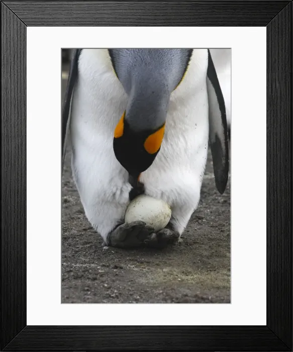 Framed Print : Picture No. 10884542 Framed Print : Picture No. 10884542
