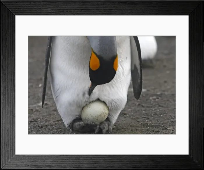 Framed Print : Picture No. 10884543