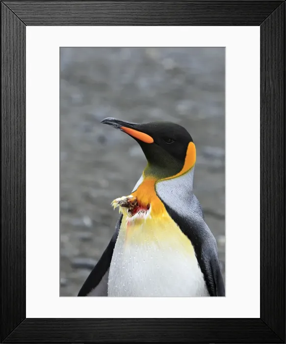 Framed Print : Picture No. 10884546 Framed Print : Picture No. 10884546