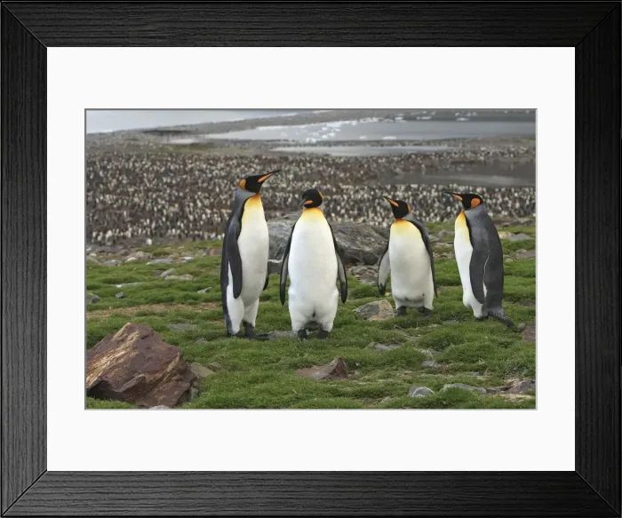 Framed Print : Picture No. 10884558 Framed Print : Picture No. 10884558