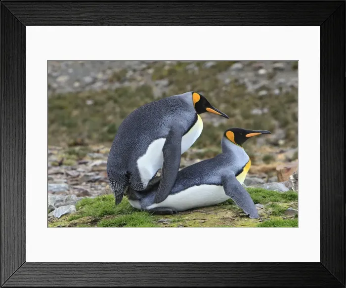 Framed Print : Picture No. 10884551
