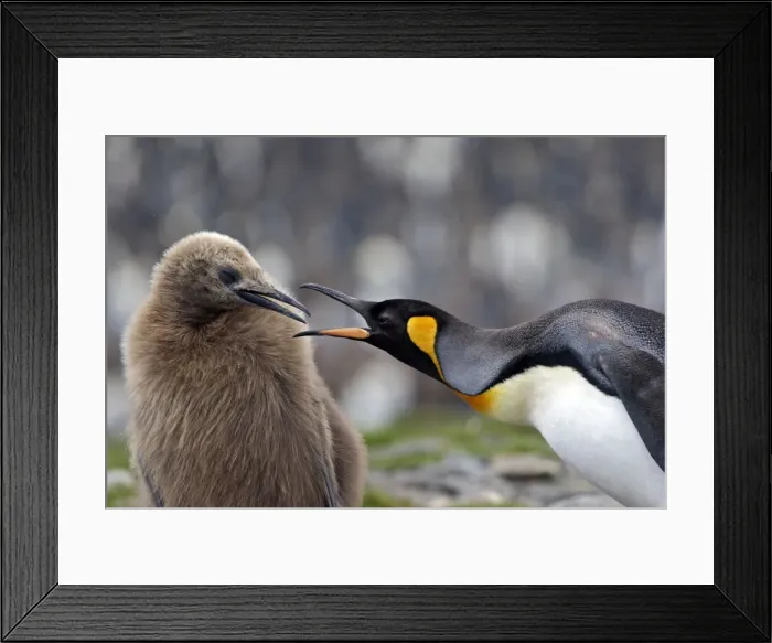 Framed Print : Picture No. 10884567 Framed Print : Picture No. 10884567