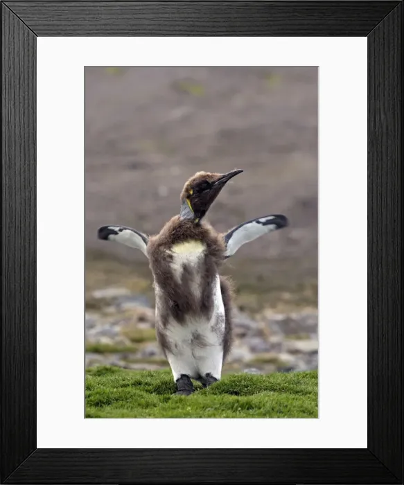 Framed Print : Picture No. 10884572 Framed Print : Picture No. 10884572