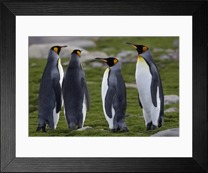 Framed Print : Picture No. 10884571 Framed Print : Picture No. 10884571