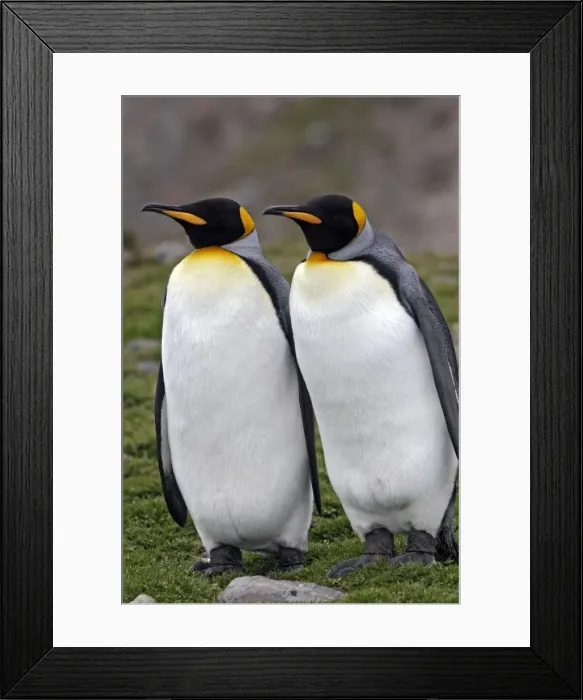 Framed Print : Picture No. 10884577 Framed Print : Picture No. 10884577