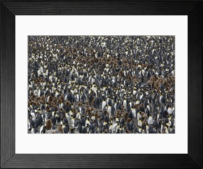 Framed Print : Picture No. 10884583 Framed Print : Picture No. 10884583