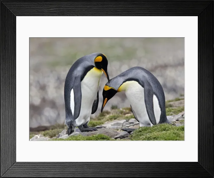 Framed Print : Picture No. 10884580 Framed Print : Picture No. 10884580