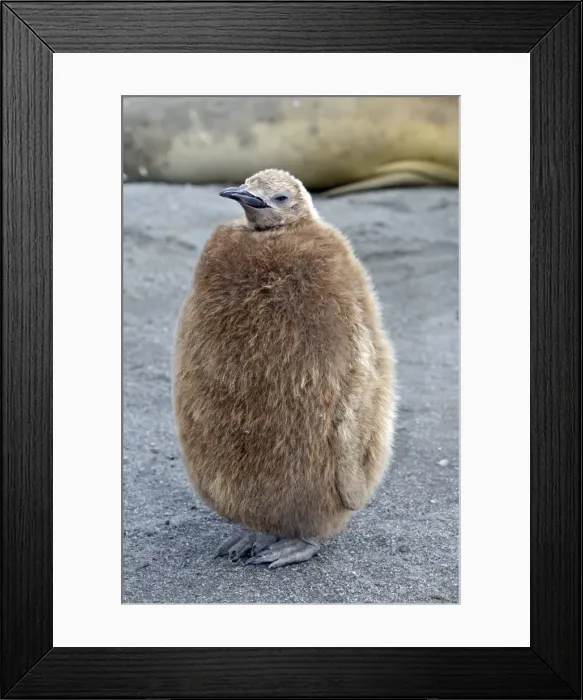 Framed Print : Picture No. 10884592 Framed Print : Picture No. 10884592