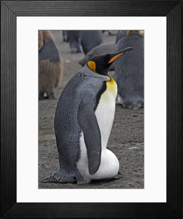 Framed Print : Picture No. 10884600 Framed Print : Picture No. 10884600