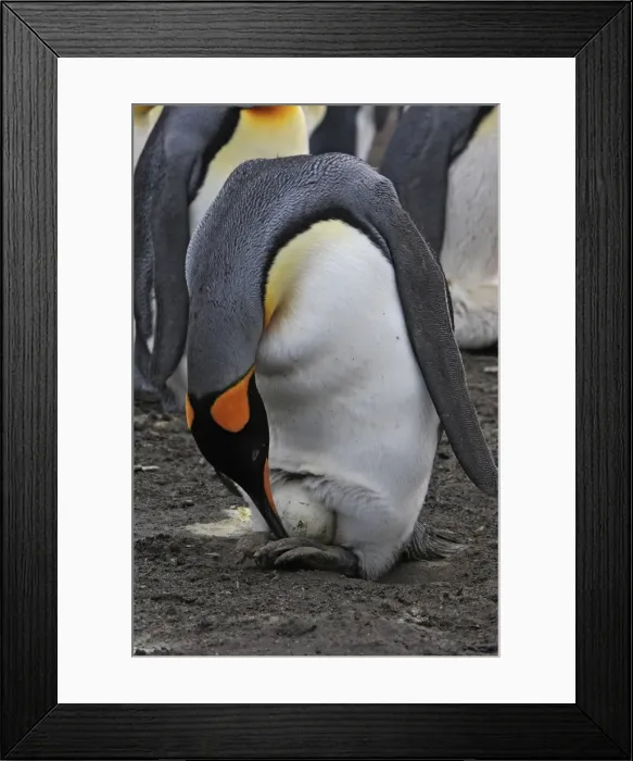 Framed Print : Picture No. 10884601 Framed Print : Picture No. 10884601