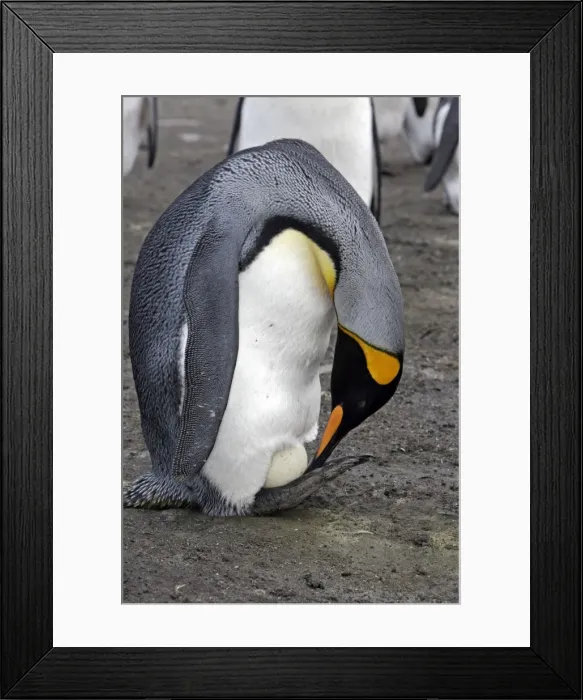 Framed Print : Picture No. 10884599 Framed Print : Picture No. 10884599