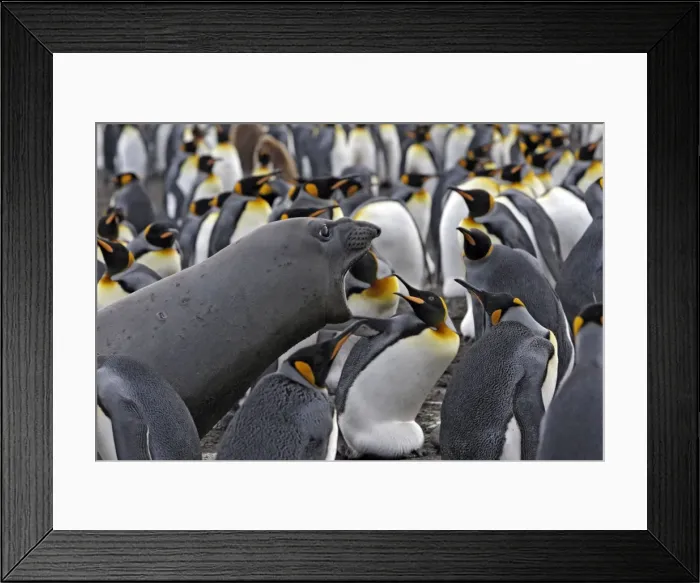 Framed Print : Picture No. 10884602 Framed Print : Picture No. 10884602