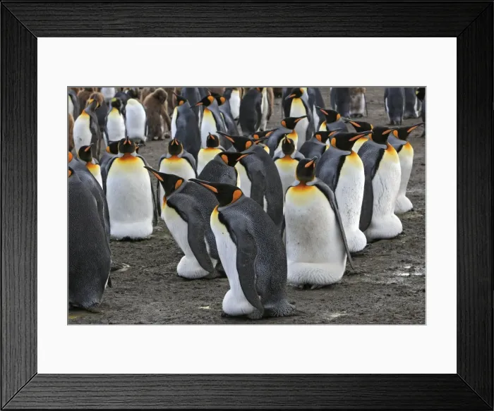 Framed Print : Picture No. 10884604 Framed Print : Picture No. 10884604