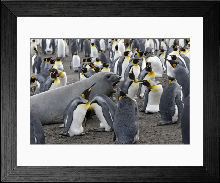 Framed Print : Picture No. 10884603 Framed Print : Picture No. 10884603